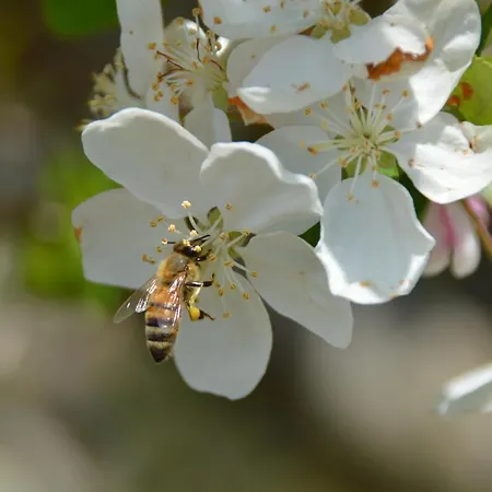 Panzió Il Casotto Nelle Langhe